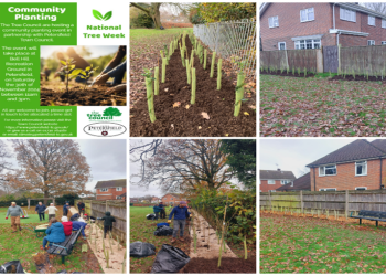 Tree planting images.