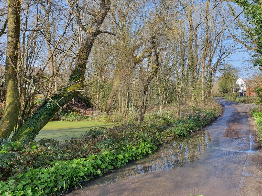 A quiet rural lane curves past a small pond covered in green algae, bordered by low vegetation and early spring flowers. Leafless trees line both sides, their branches reaching overhead, while puddles reflect the sky along the narrow road. A few houses are visible in the distance under a clear blue sky.